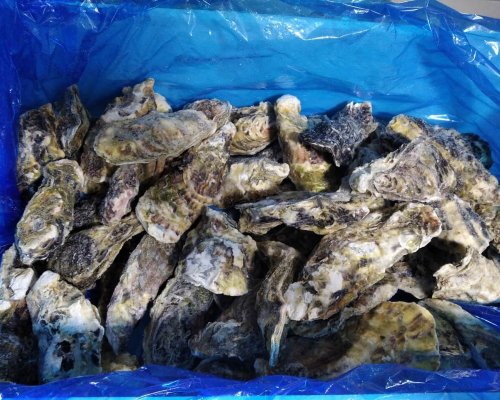 Hàu Nhật - Hyogo size 6-8 con/kg