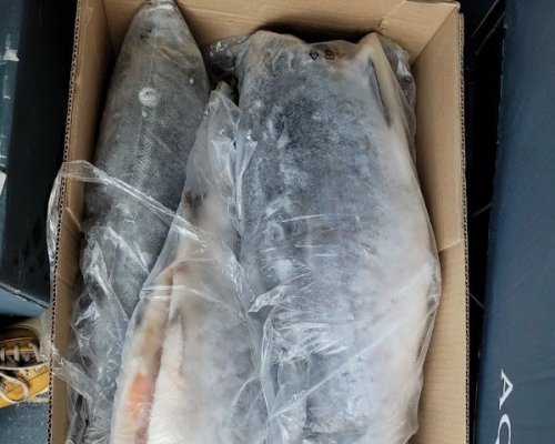 Cá Hồi Đông Lạnh không đầu nguyên con hiệu AQUA